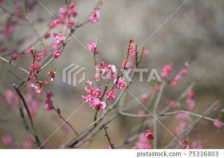 Fuchu City Local Forest Museum Plum Blue Sky 75316803