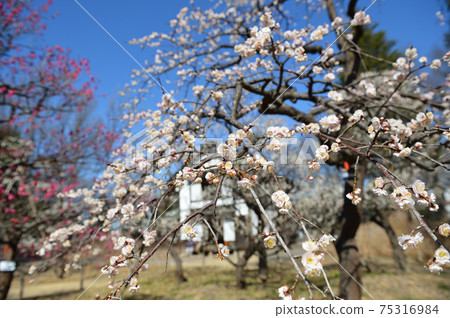 府中市立森林博物館梅藍天 府中市立森林博物館梅藍天 75316984