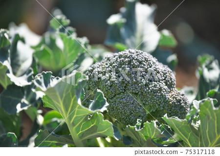 Broccoli growing in the field 75317118