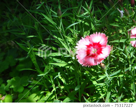 Nadesico的一個輪子 75317227