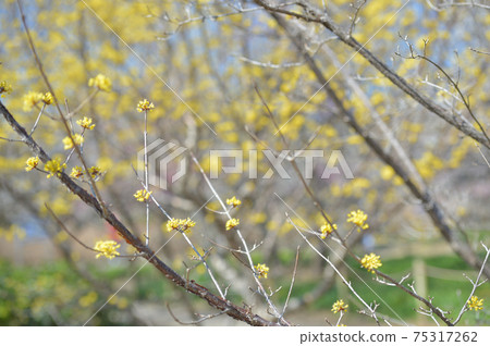 府中市三樹嶼地方森林博物館藍天 府中市三樹嶼地方森林博物館藍天 75317262