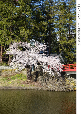 盛開的櫻花和紅橋松崎公園 盛開的櫻花和紅橋松崎公園 75317314