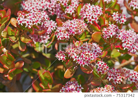 White jade plant flowers White jade plant flowers 75317342