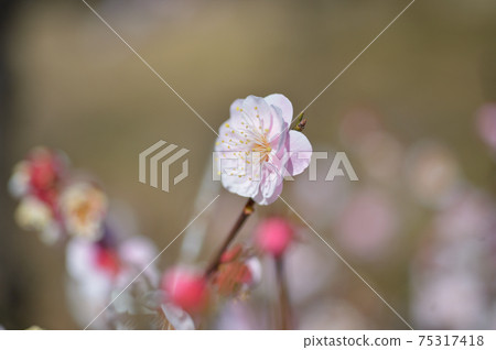 梅花型,蝴蝶羽毛,粉紅色 梅花型,蝴蝶羽毛,粉紅色 75317418