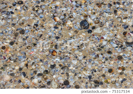 Background of the sea shells Background of the sea shells 75317534