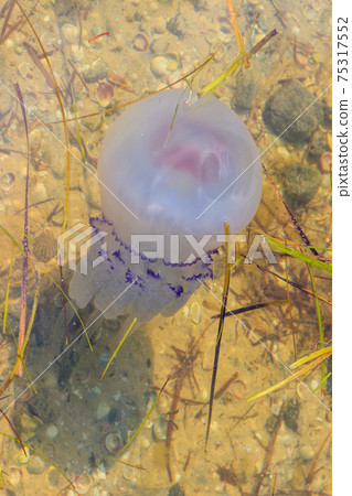 Rhizostoma pulmo, commonly known as barrel jellyfish, dustbin-lid jellyfish or frilly-mouthed jellyfish floating in a sea 75317552