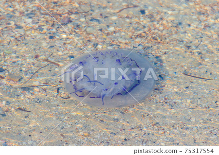 Rhizostoma pulmo, commonly known as barrel jellyfish, dustbin-lid jellyfish or frilly-mouthed jellyfish floating in a sea 75317554