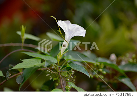 白色的牽牛花 白色的牽牛花 75317693