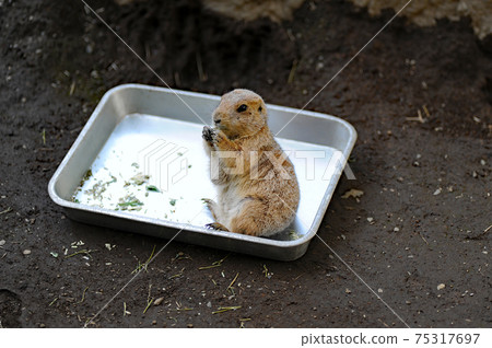 Prairie dog 75317697