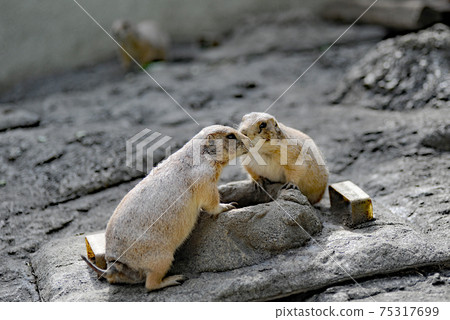 Ray Reed Dock Ray Reed Dock 75317699