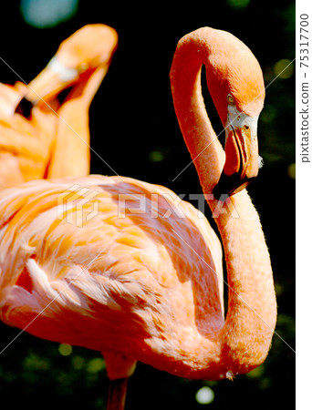 火烈鳥 火烈鳥 75317700
