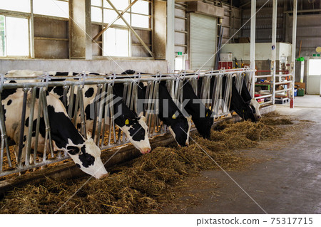 Cattle in a barn eating grass Cattle in a barn eating grass 75317715