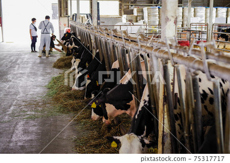 Cattle in a barn eating grass Cattle in a barn eating grass 75317717