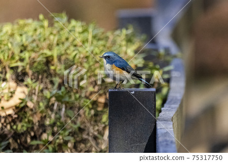 Male Red-flanked Bluetail perching on a park fence Winter February Tokyo 75317750