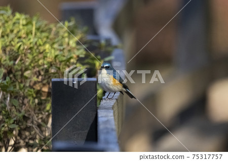 男性紅側藍尾鱸棲息在公園的籬笆上冬季二月東京 75317757