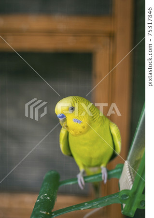 Budgerigar on the bird cage Budgerigar on the bird cage 75317846