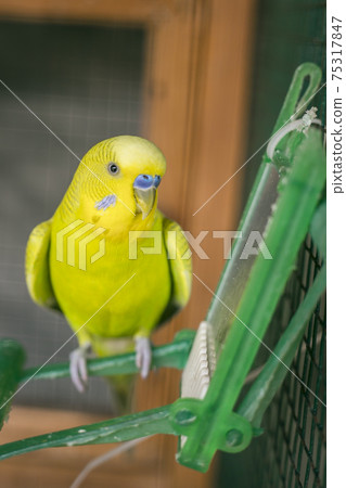 Budgerigar on the bird cage Budgerigar on the bird cage 75317847