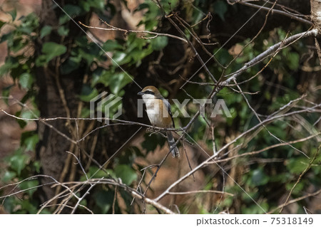 Shrike that stops at the tip of a branch Winter February Tokyo Shrike that stops at the tip of a branch Winter February Tokyo 75318149