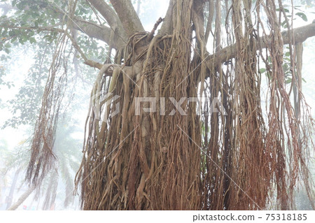 roots closeup on Ficus tree in jungle roots closeup on Ficus tree in jungle 75318185