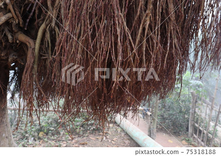 roots closeup on Ficus tree in jungle roots closeup on Ficus tree in jungle 75318188
