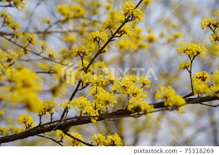Cornus in full bloom 1 75318269