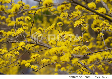 v Sanshuyu in full bloom 10 75318279