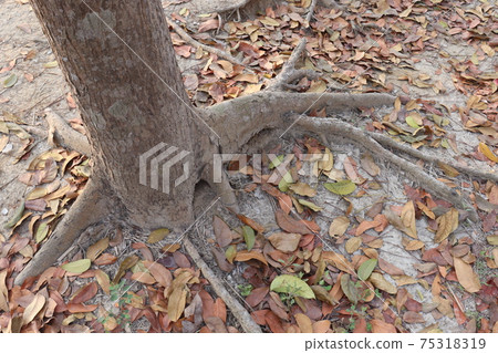 tree roots closeup with ripe leaf on forest tree roots closeup with ripe leaf on forest 75318319