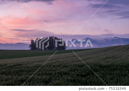Landscape of sunrise sky and Biei hill Landscape of sunrise sky and Biei hill 75318349