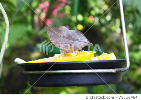 Orange oakleaf sucking honey Orange oakleaf sucking honey 75318464