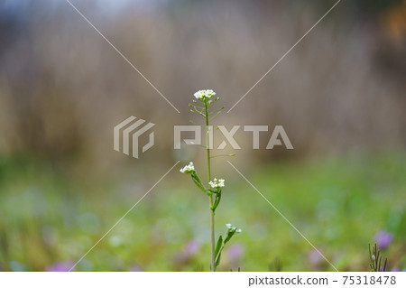 葉野花，波斯speedwell，牧羊人的錢包2 75318478