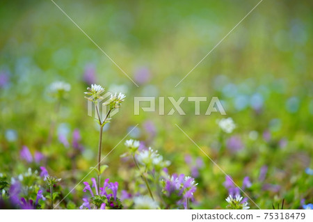 葉野花,波斯Speedwell,Henbit蕁麻,粘鼠5 葉野花,波斯Speedwell,Henbit蕁麻,粘鼠5 75318479
