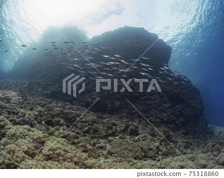 Coral reefs and tropical fish 75318860