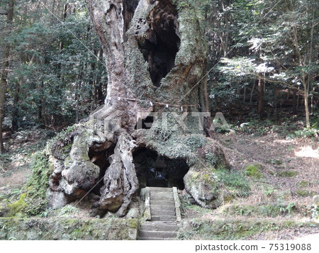 Takeo's trunk of Okusu Takeo's trunk of Okusu 75319088