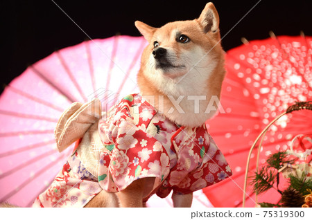 Shiba Inu poses in a kimono. New Year, New Year's cut 75319300