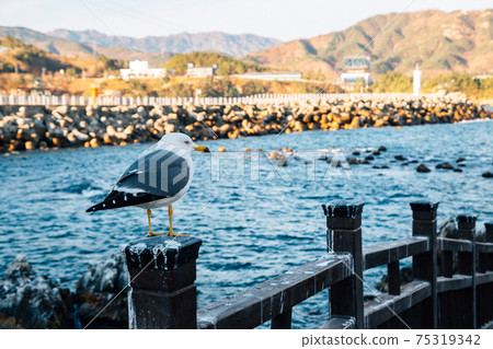 Jangho Port sea and seagull in Samcheok, Korea 75319342
