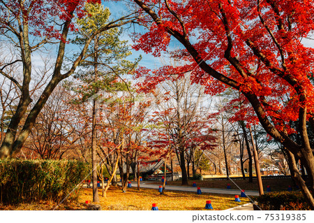 Jukseoru Pavilion autumn maple forest in Samcheok, Korea Jukseoru Pavilion autumn maple forest in Samcheok, Korea 75319385