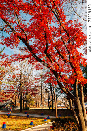 Jukseoru Pavilion autumn maple forest in Samcheok, Korea Jukseoru Pavilion autumn maple forest in Samcheok, Korea 75319386
