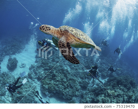 藍海龜和凱拉瑪藍 75319470