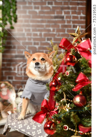 芝犬推薦聖誕套裝 75319563