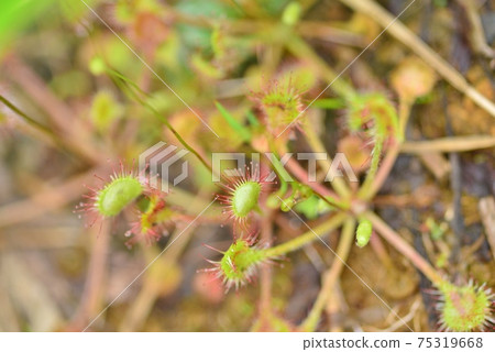 Carnivorous plant Drosera rotundifolia 75319668