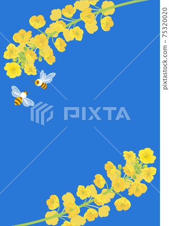 油菜花和蜜蜂的背景材料 油菜花和蜜蜂的背景材料 75320020