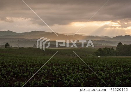 Biei hill in the summer rain Biei hill in the summer rain 75320123