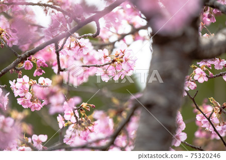 在滋賀縣河津櫻公園，櫻花，粉色，春天[2月] 75320246