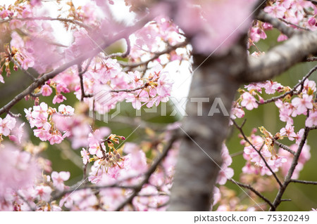 在滋賀縣河津櫻公園，櫻花，粉色，春天[2月] 75320249