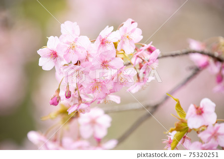 在滋賀縣河津櫻公園，櫻花，粉色，春天[2月] 75320251