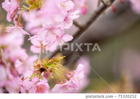 在滋賀縣河津櫻公園，櫻花，粉色，春天[2月] 75320252