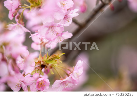 在滋賀縣河津櫻公園，櫻花，粉色，春天[2月] 75320253