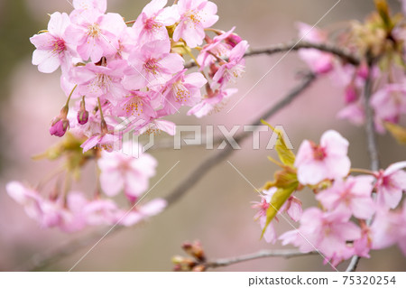 在滋賀縣河津櫻公園，櫻花，粉色，春天[2月] 75320254