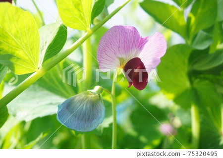 Blue and purple Kinusaya flowers. Blue and purple Kinusaya flowers. 75320495