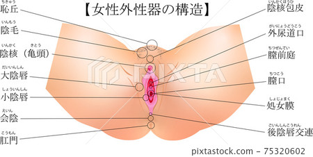 Female genital vulva commentary illustration Female genital vulva commentary illustration 75320602